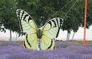 Tekirdağ’da lavanta tarlaları görsel şöleniyle...