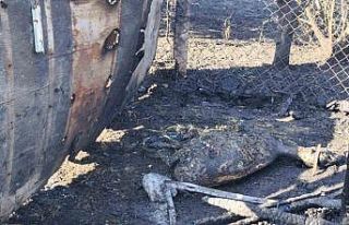 Tekirdağ’daki yangında ağıla sıçrayan alevlerde...