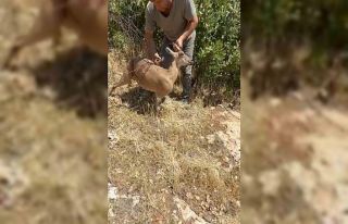Tel örgülere takılan dağ keçisi kurtarıldı