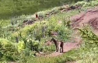 Tercan’da vaşak görüntülendi