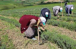 Tıbbi ve aromatik bitkilerin bahar temizliği yapılıyor