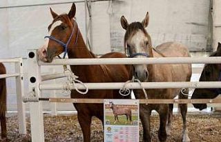 TİGEM, tay satışından tek seferde 31 milyon 20...