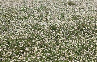 TİGEM’in meraları papatya tarlasına dönüştü