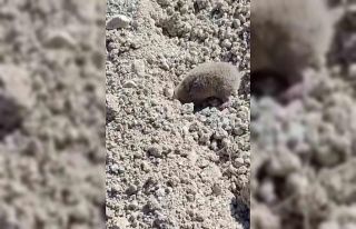 Toprağı eşeleyip ortadan kayboldu