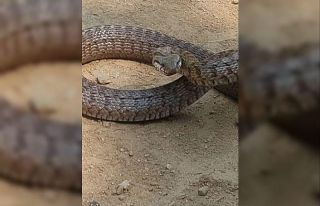 Tunceli’de Kafkas yılanı kameraya saldırdı
