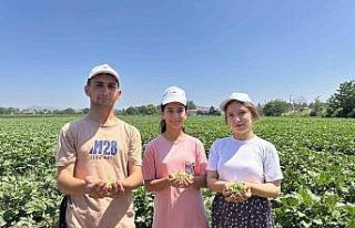 Türkiye’nin bamya üretim merkezinde hasat başladı