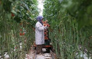 Türkiye’nin jeotermal sera alanı yüzde bin 500...