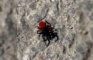 Uğur böceği görünümlü böcek, sandığınız...