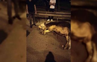 Ümraniye’de kamyonetten yola atlayan kurbanlık...