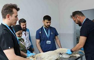 Üniversite desteğiyle en az 200 sokak köpeği kısırlaştırıldı