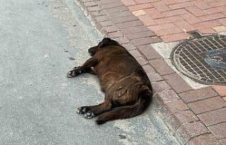 Uzmanı uyardı: "Keneler yeni konakçı arayabilir"