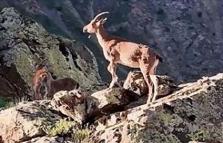 Vali Aydoğdu dağ keçilerinin görüntülerini paylaştı:...