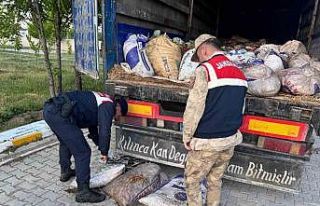 Van’da 19 ton 200 kilo inci kefali balığı ele...