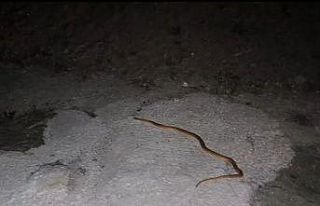 Van’da aracın motoruna giren yılanı DKMP ve itfaiye...