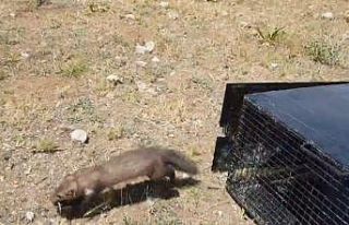 Van’da eve giren 2 sansar yakalanarak doğaya bırakıldı