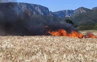 Vezirköprü’de tarlalar alev aldı: 61 dönüm...