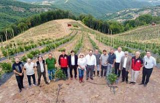Yalova’da mavi yemiş hasadı