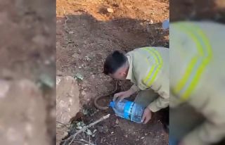 Yangından etkilenen oluklu kertenkelenin yardımına...