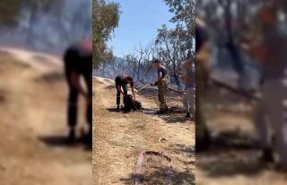 Yangından kurtarılan köpekler böyle görüntülendi