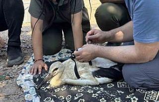 Yaren’in yavruları, uydudan takip edilecek