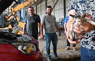 Yavru kedi kurtarma operasyonu