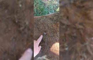 Yayla kavgası: 1 yaralı