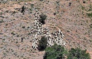 Yaylada zorlu şartlara rağmen üretmeye devam ediyorlar