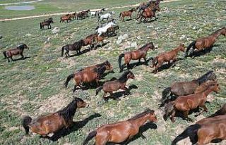 Yayladan aşağı inen yılkı atları dron ile görüntülendi