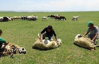 Yaylalarda koyun kırkma zamanı