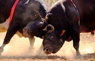 Yelişyurt’ta boğalar eğitim için arenaya çıkacak