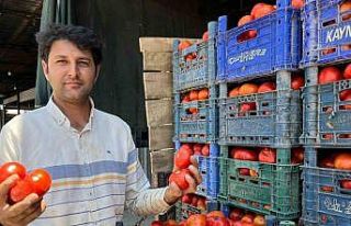 Yerli domates çıktı