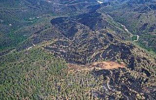 Yeşilin tonlarının yanarak siyaha büründüğü...