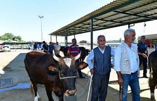 Yeşilyurt Belediyesi 41 noktada kurban satış ve...