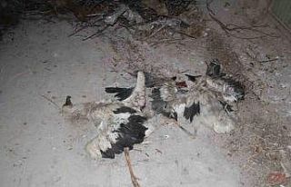 Yıkılan yuvadan düşen yavru leylekler telef oldu