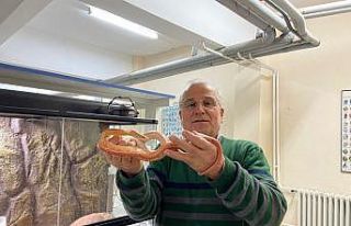 Yılan Müzesi, 185 sürüngen türüyle eğitim ve...