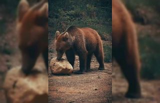 Yiyecek arayan ayı ile sincaplar kameralara yansıdı