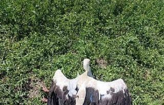 Yonca tarlasında yaralı leylek bulundu