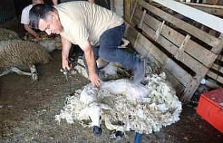 Yozgat’ta koyun kırkma mesaisi başladı