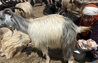 Yüksekova’da koyun sağma alanlarına gölgelikler...