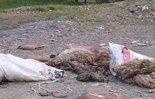 Yüksekova’da sakatatların yol kenarına atılmasına...