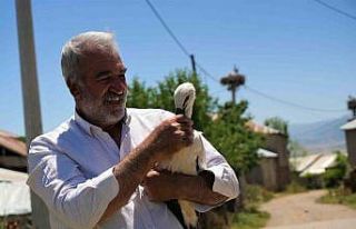 Yuvadan düşen leylek yavrusu koruma altına alındı