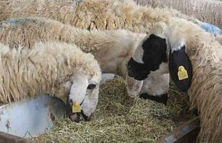 Zara’da kurbanlık pazarında durgunluk