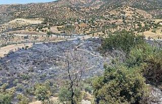 Zirai alan yangını büyümeden kontrol altına alındı