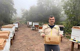 Zonguldak’ta ormangülü balında önemli üretim