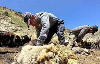 1 yılda büyüyen yünler, 3 dakika kırkılıyor