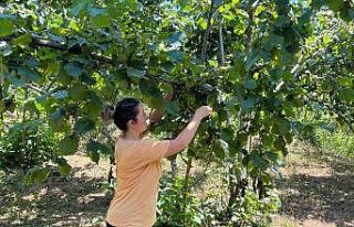 2025 yılı fındık rekolte tahmini çalışmaları...