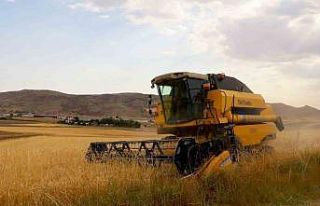 2.5 milyon dekar alanda ekildi, 800 bin ton ürün...