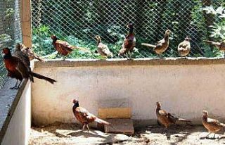 3 yılda 20 bin sülün doğaya salındı