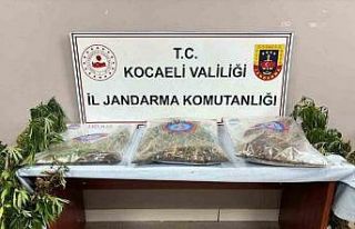 556 kök kenevir ve 5 kilo skunk ele geçirildi: 2...