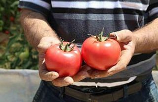 70 derecede Türkiye’nin en lezzetli domatesleri...
